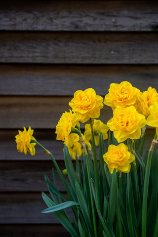 Sunshine Yellow | Mini garden of daffodils