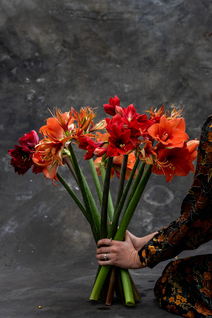 Amaryllis | De majestueuze winterbloeier
