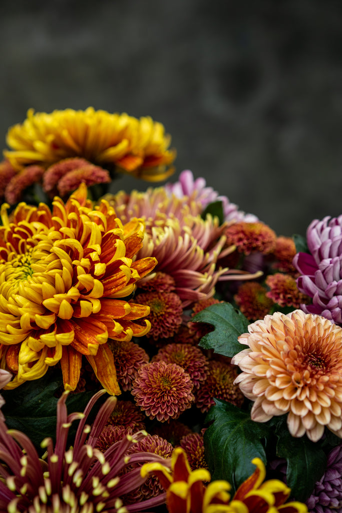 Herfstchrysant thumbnail