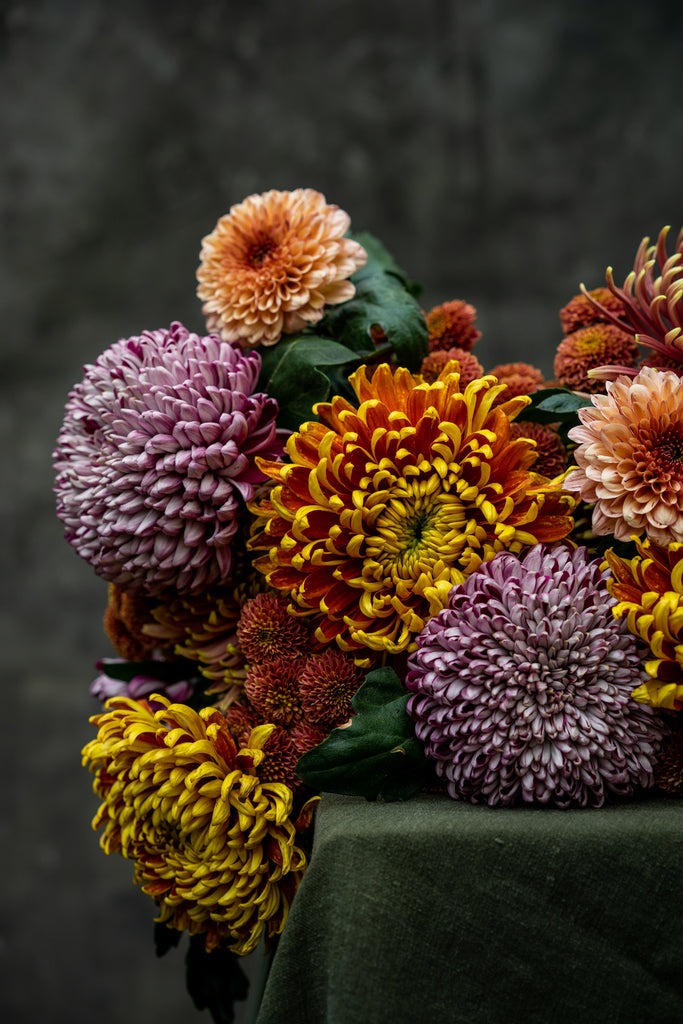 Herfstchrysant thumbnail