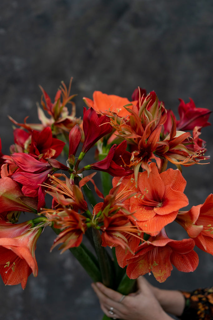 Amaryllis | De majestueuze winterbloeier thumbnail