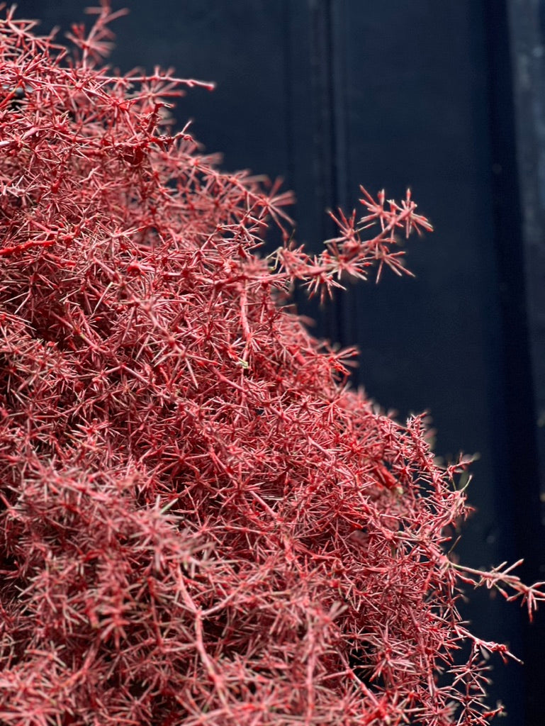 Wild Asparagus Wreath in Pink | Dried & Waxed