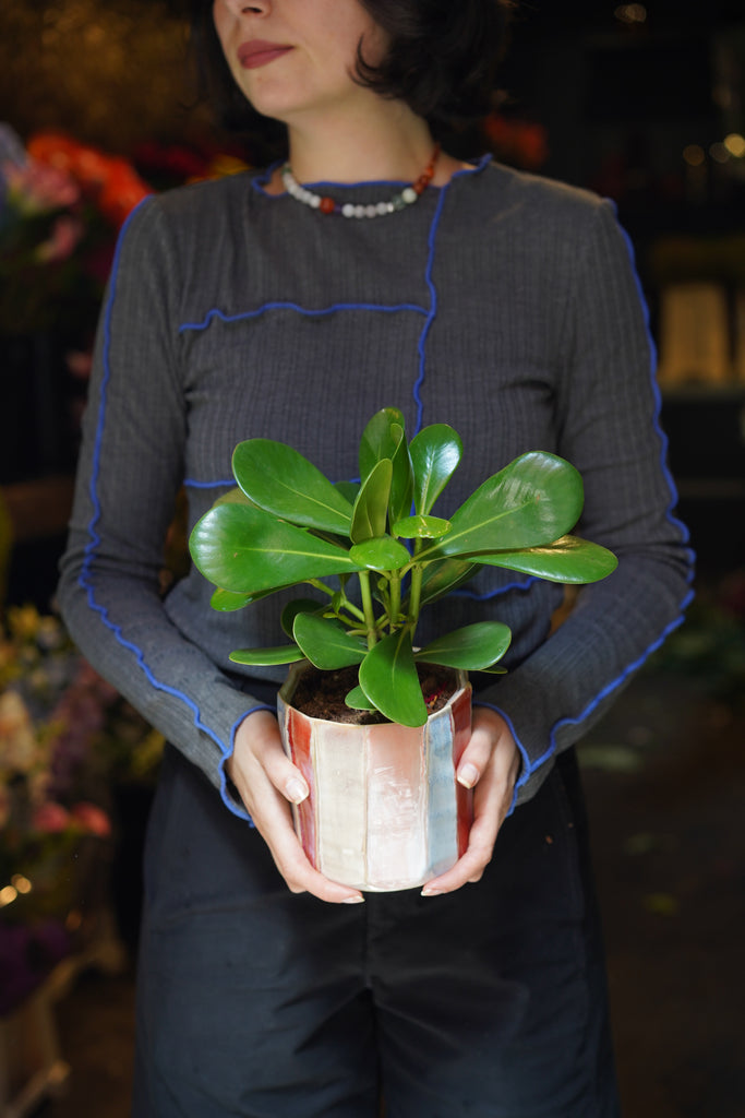 Autograph Plant (Clusia Rosea) - in striped pot