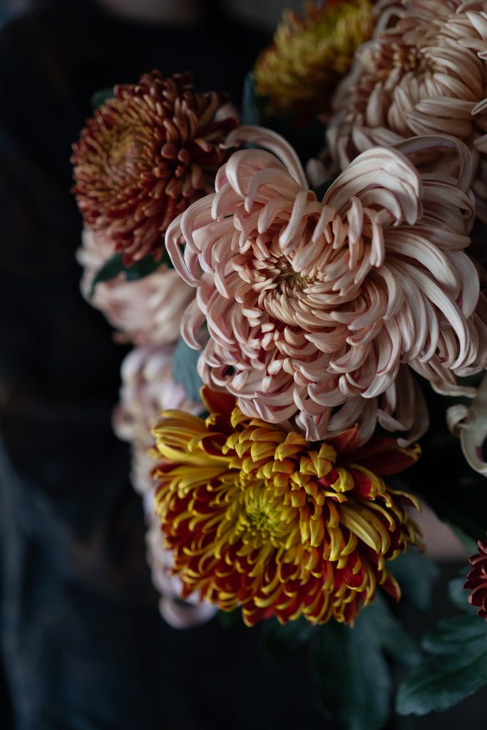 Herfstchrysant thumbnail