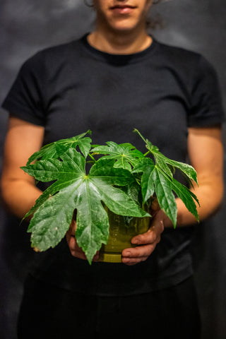 Fatsia plant in pot