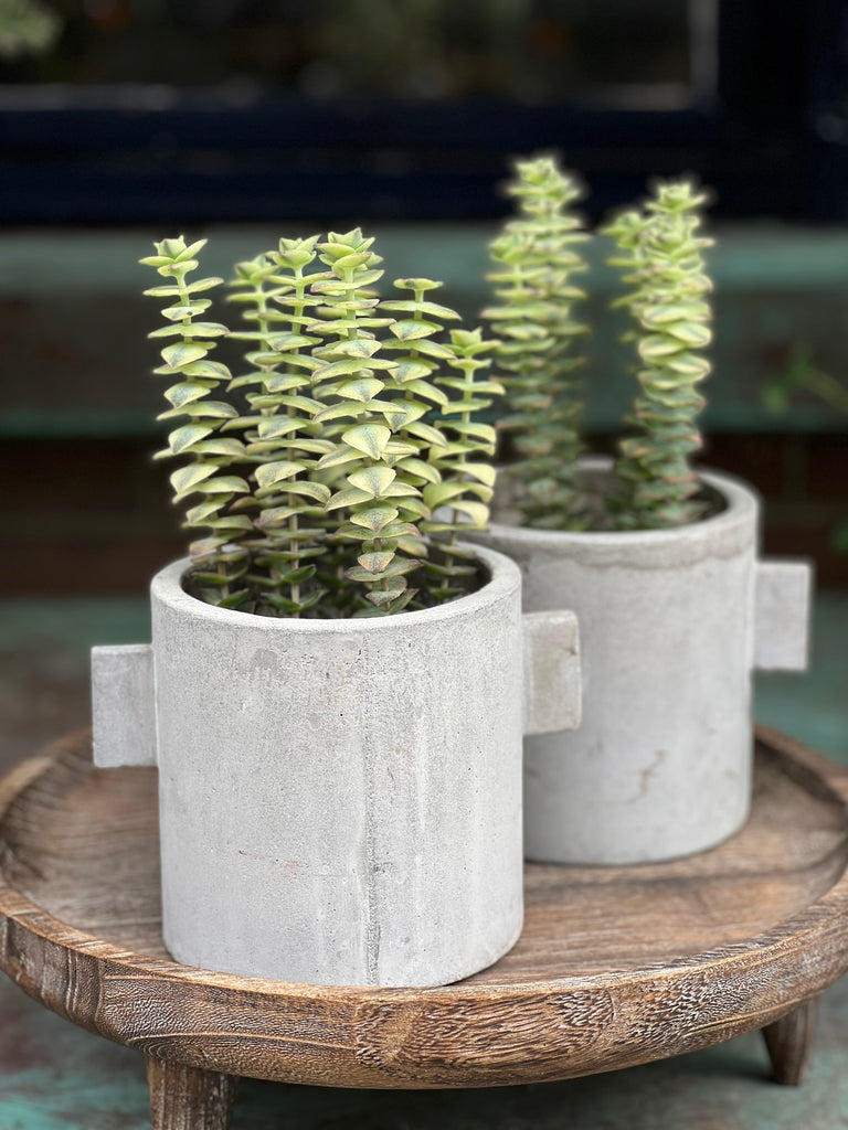Mini Crassula 'Giant Form' plant | in Serax concrete pot