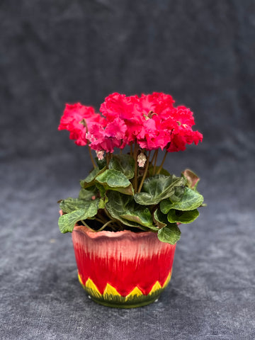Little Petal | Pot only & Plant Set