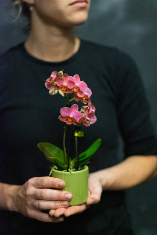 Mini Orchid in pot