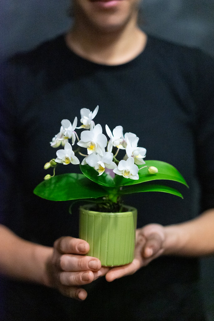 Mini Orchid in pot
