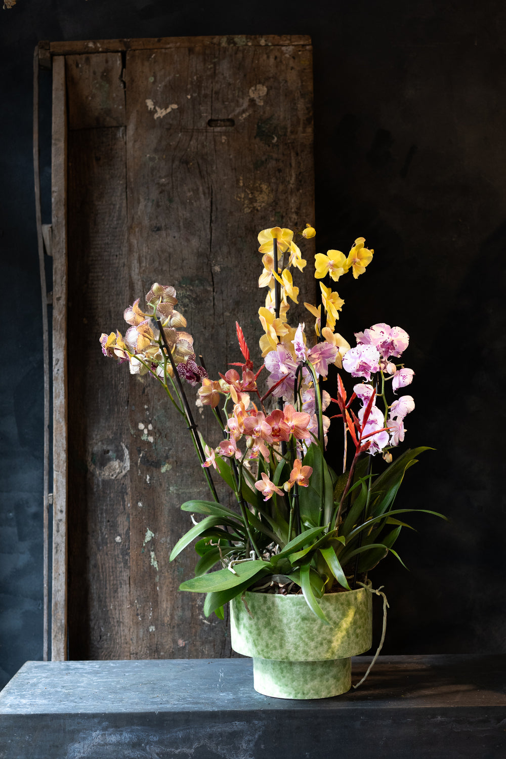 Phalaenopsis Orchid Bowl