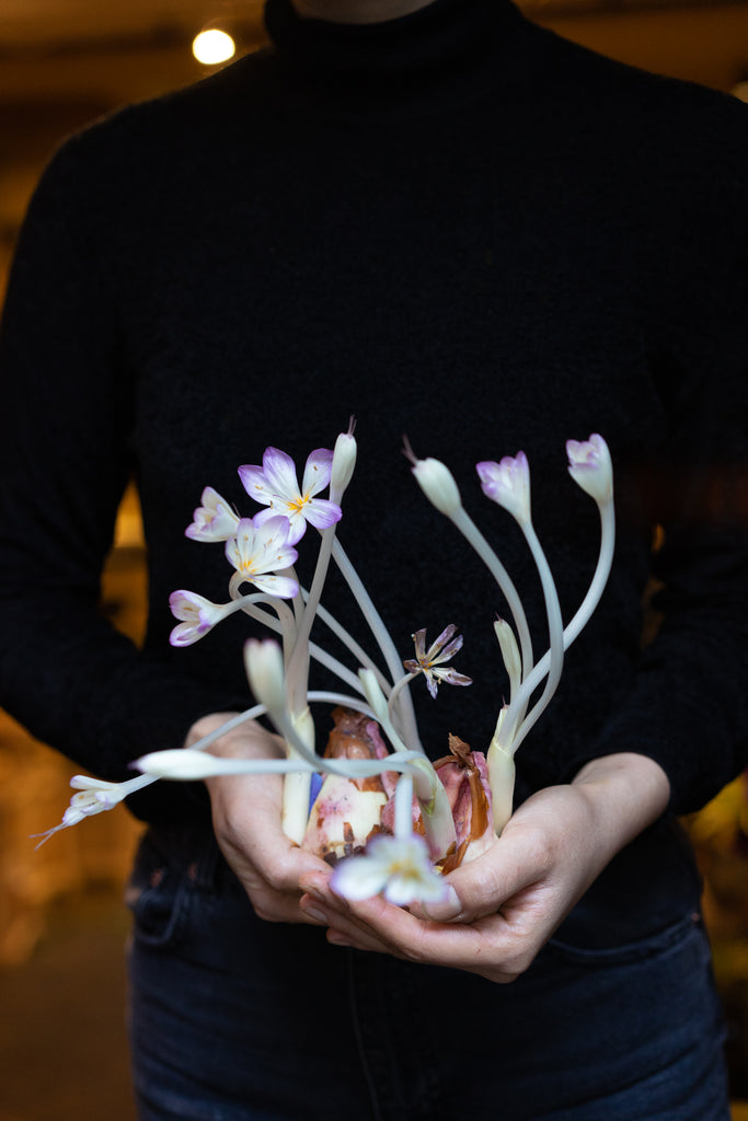 Fall Crocus (herfsttijloos) bulbs | set thumbnail