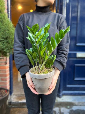 ZZ-bovenkant | Plant in terracotta pot